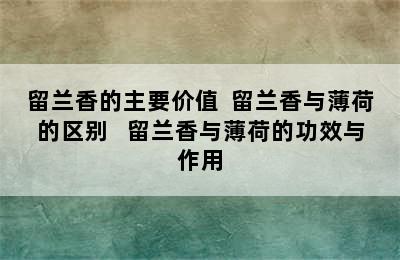 留兰香的主要价值  留兰香与薄荷的区别   留兰香与薄荷的功效与作用